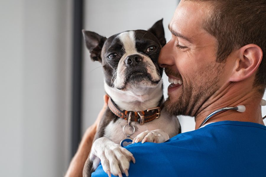A pet receiving veterinary care with financial assistance from Joyful Pets Rescue